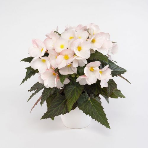 Begonia_Florencio_White.jpg